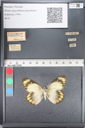 Media type: image;   Entomology 130132